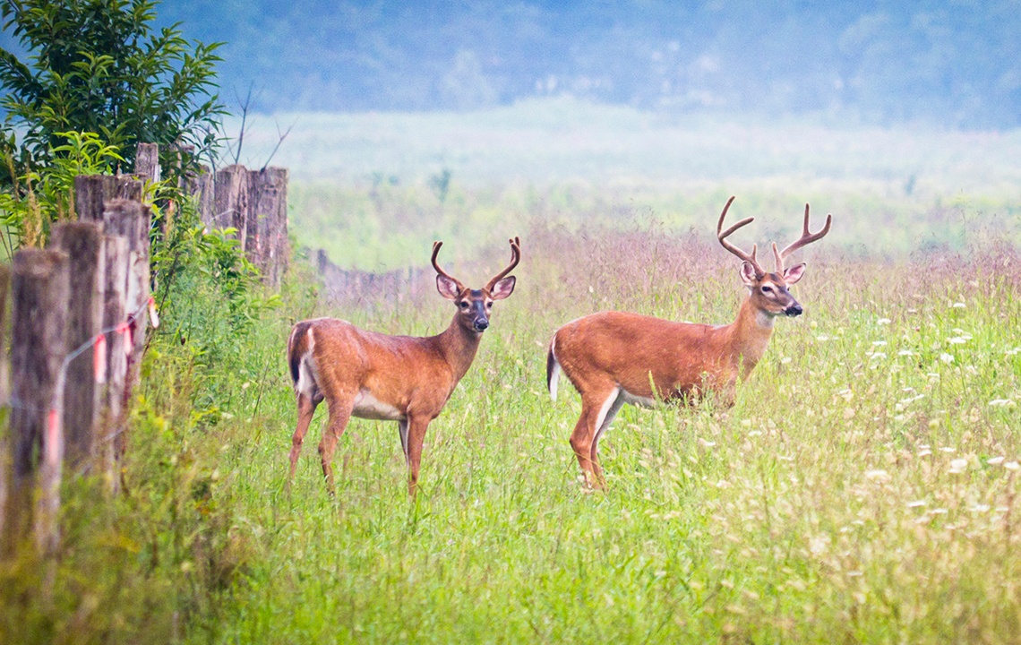 Why manage wildlife on hunting land?