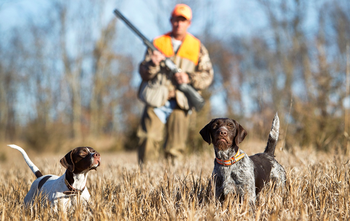 The Best Hunting Dogs