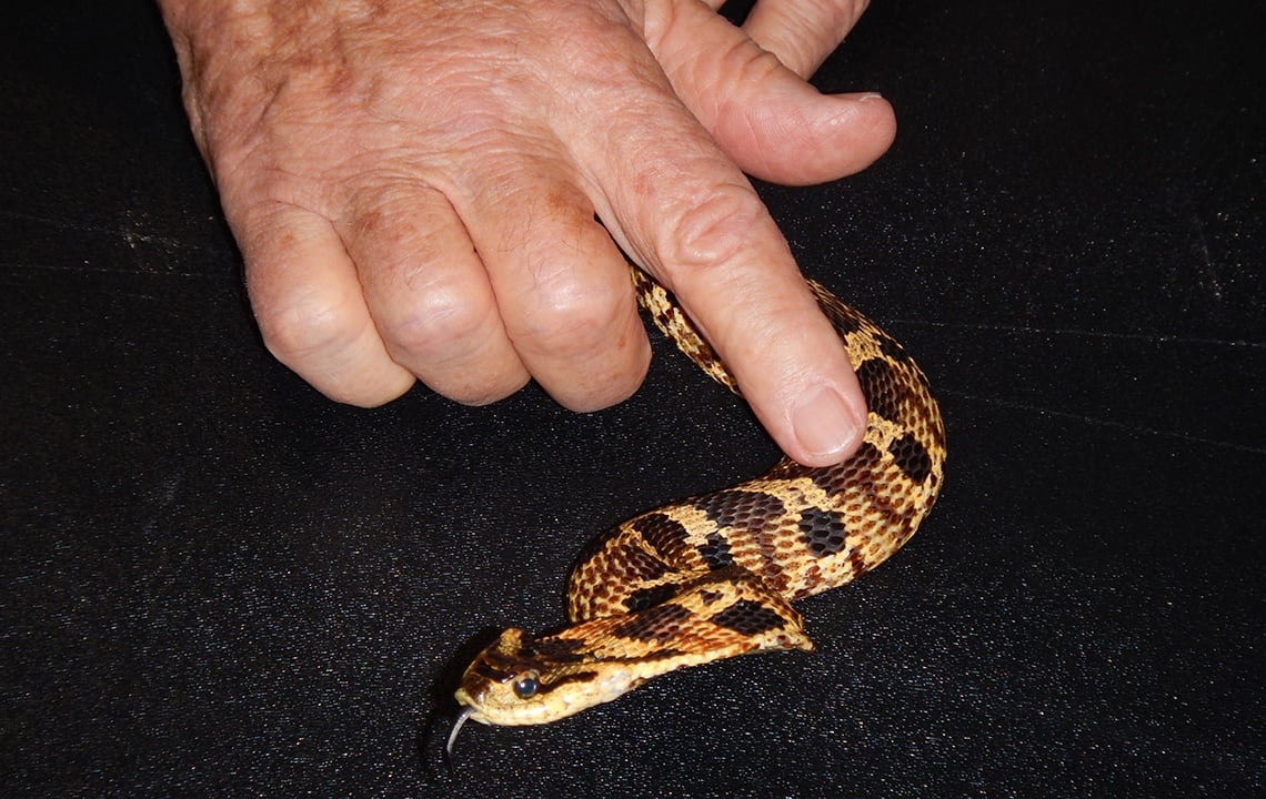 Meet the Snake Doctor: An interview withWhit Gibbons