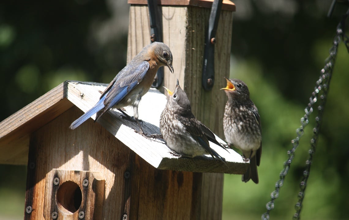 How to attract wild birds to your property