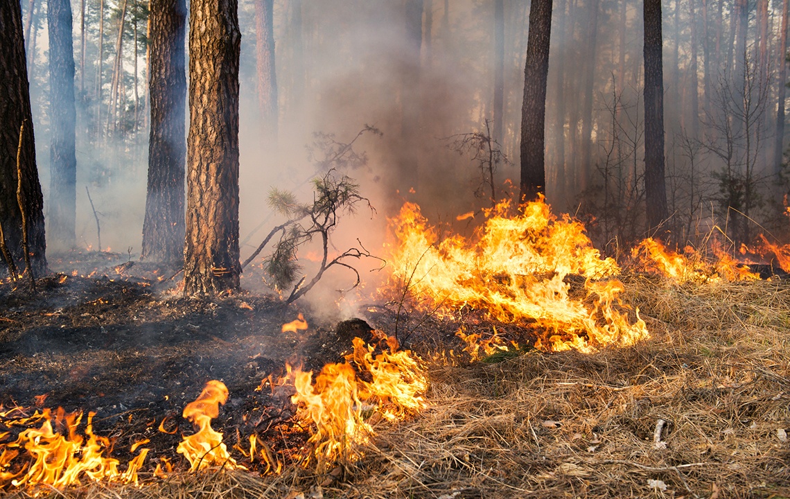 How does fire benefit landowners?