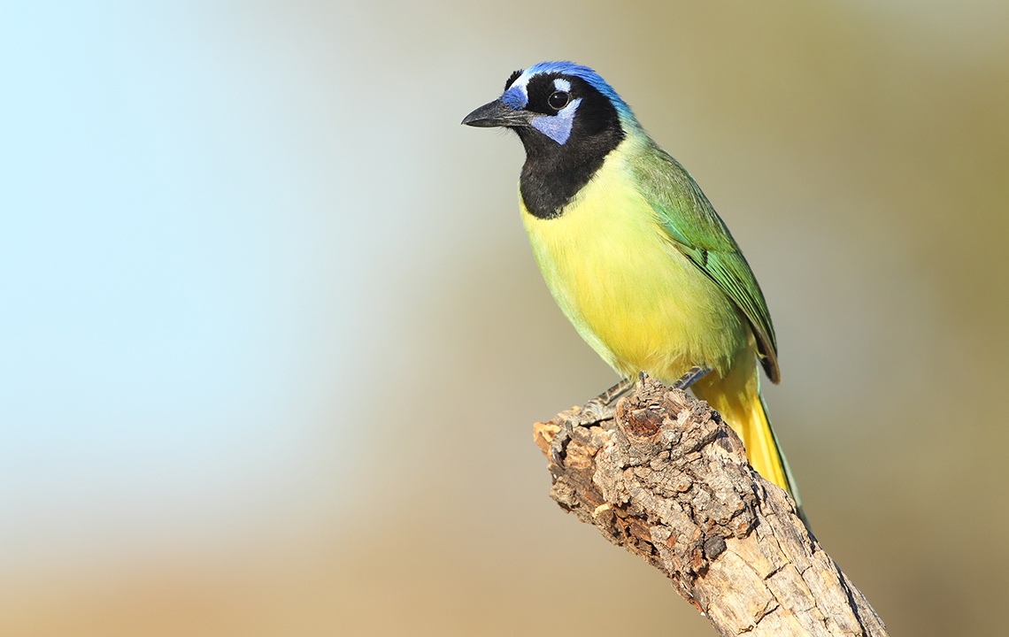 Birding in South Texas, where Rare Species Flock