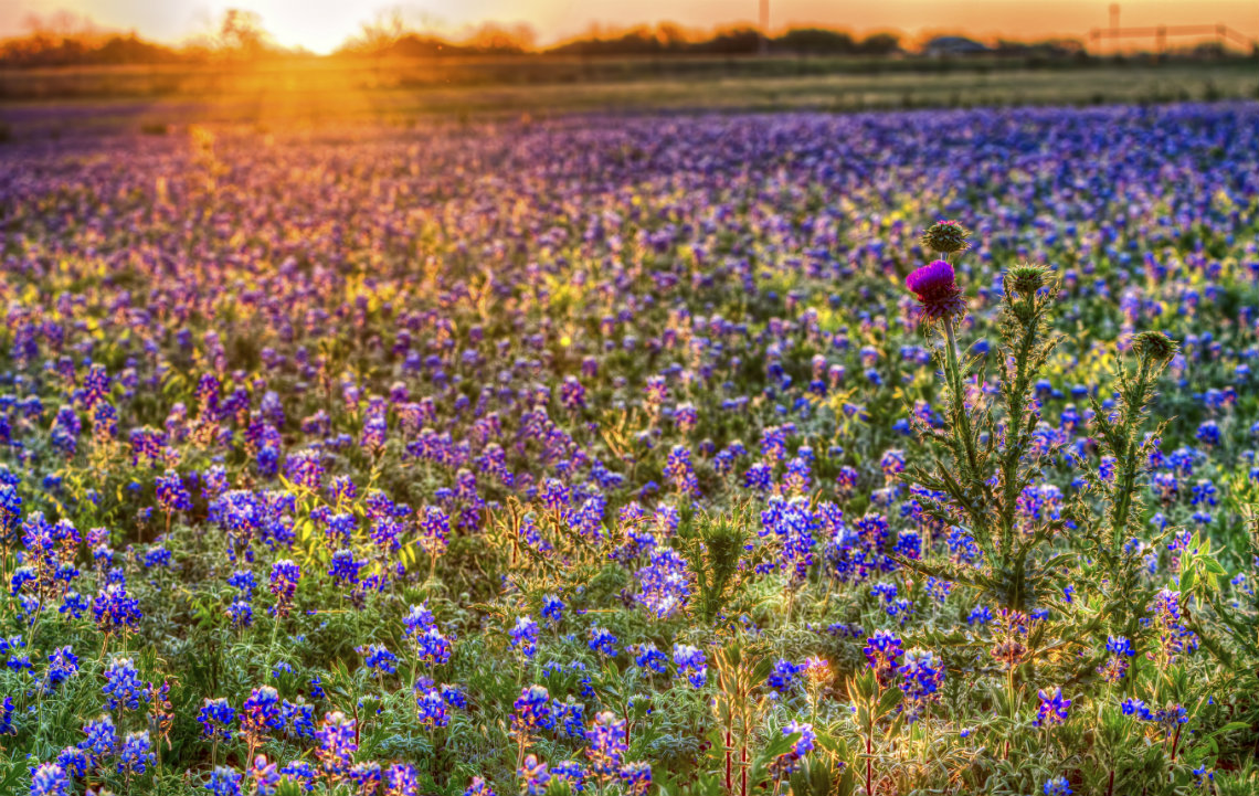 Wildseed Farms: The Disneyland of Texas flora