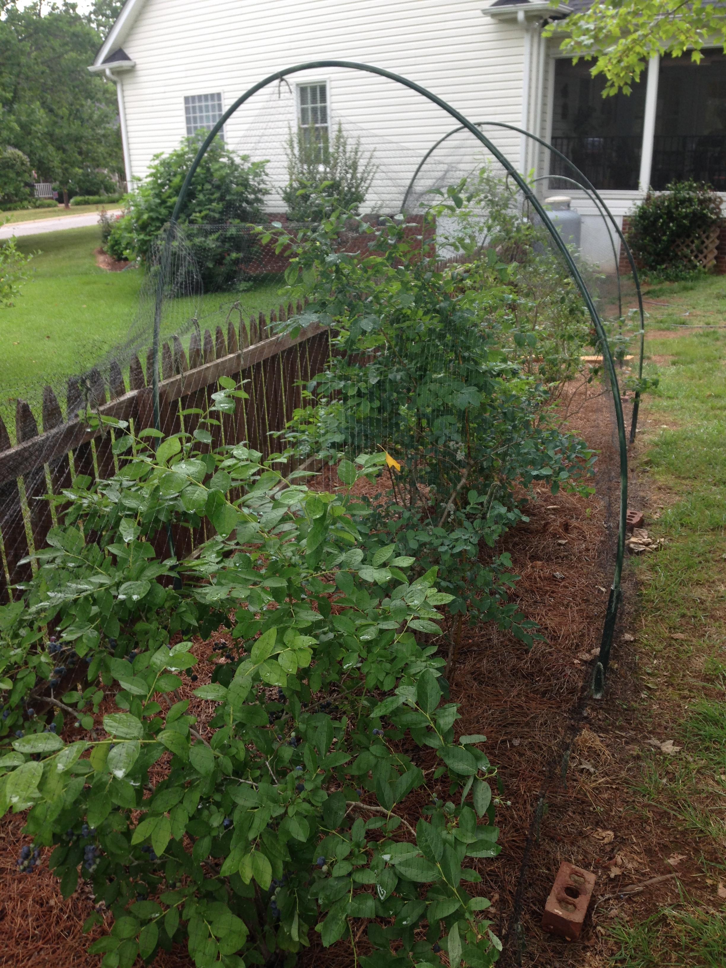 Incorporating Fruiting Perennials into Rural Landscapes