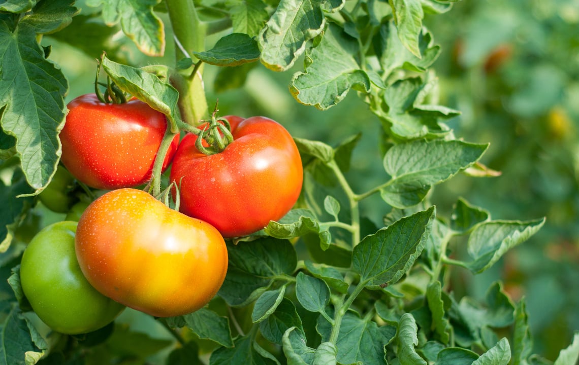 Six Tips for a Bountiful Tomato Crop