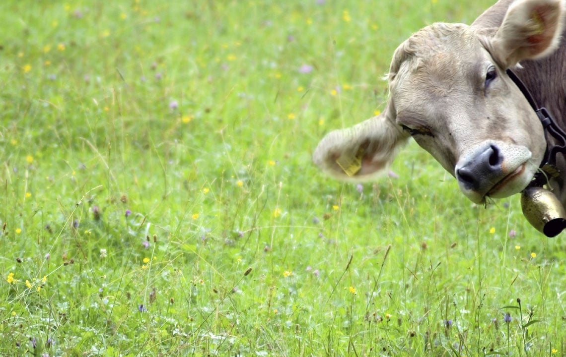 Would you give your child raw milk?