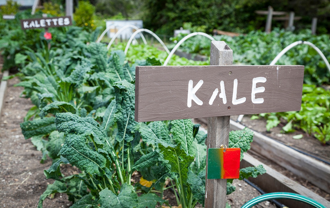 Growing your own superfood crops  Rethink Rural Blog