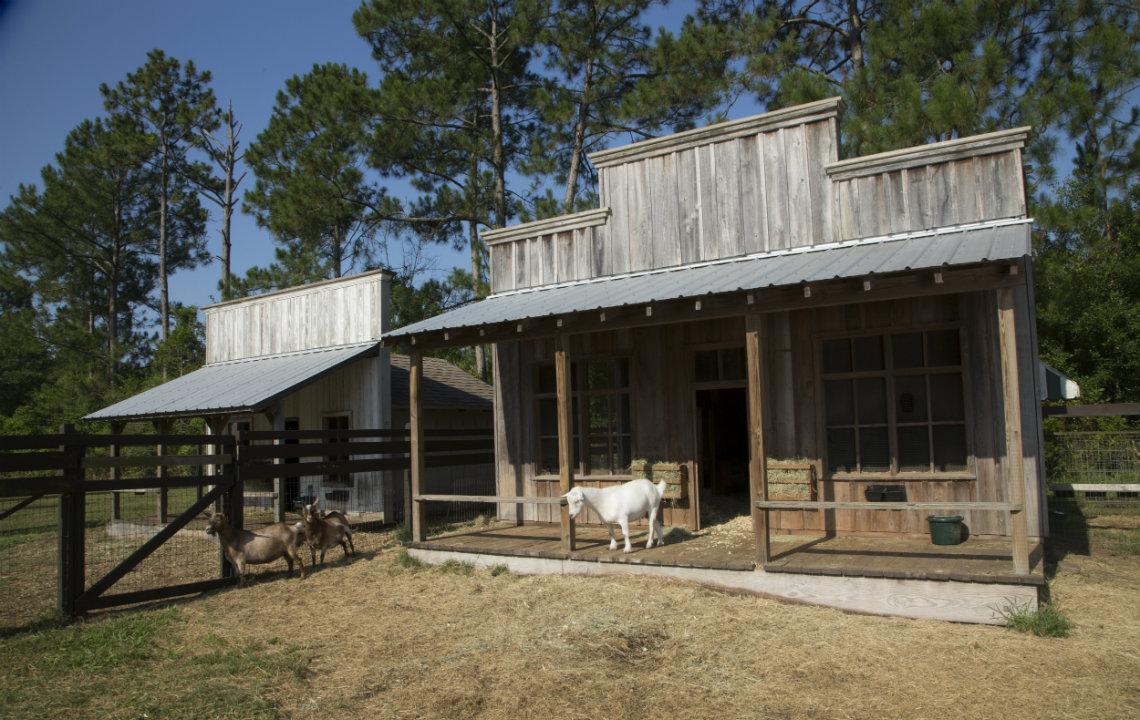 They've Goat it Good at this Florida Goat Farm
