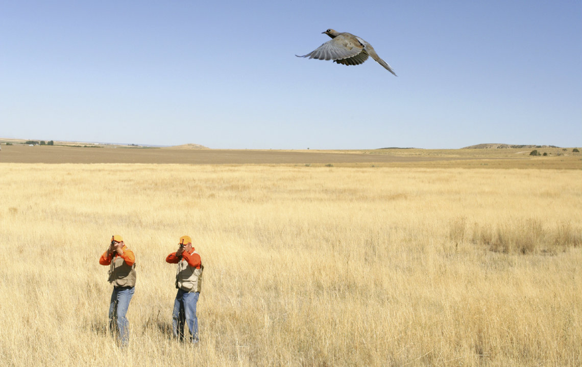 The problem with dove hunting