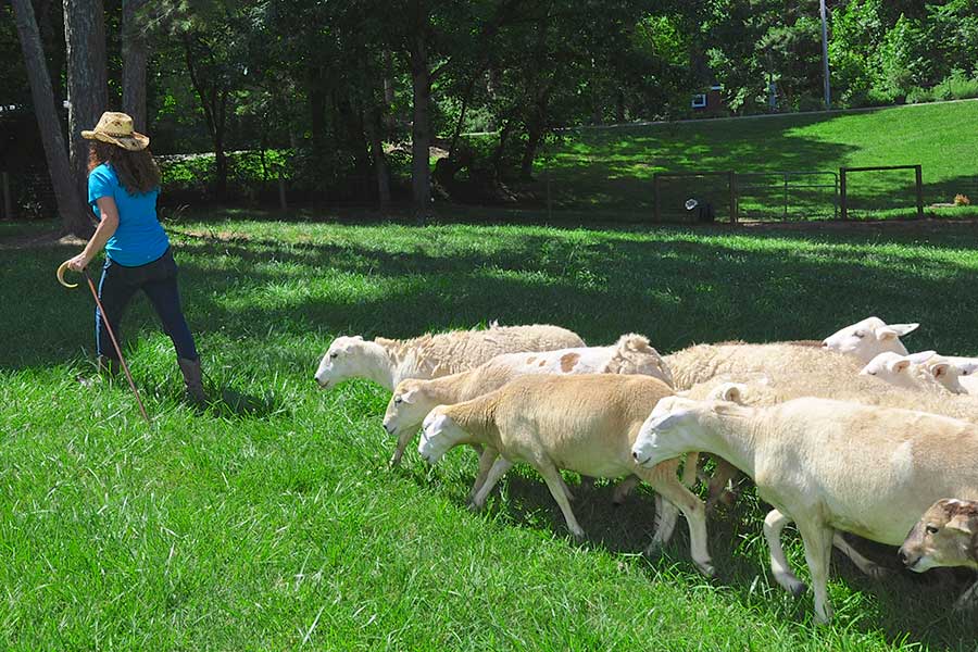 Woman shepherds hair sheep on sustainable North Georgia Farm