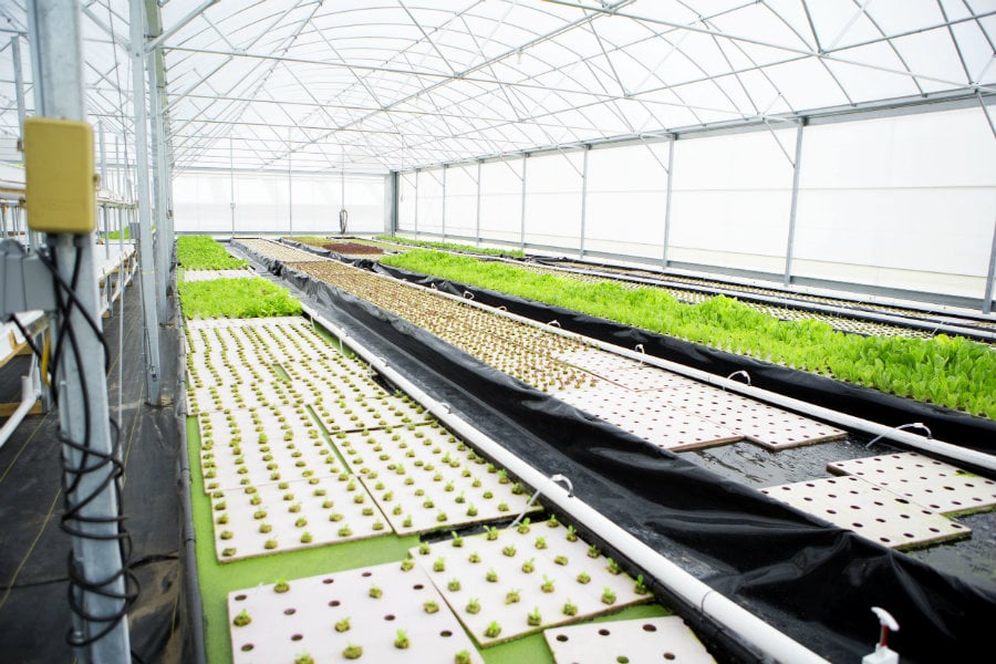 aquaponic greenhouse lettuce plants