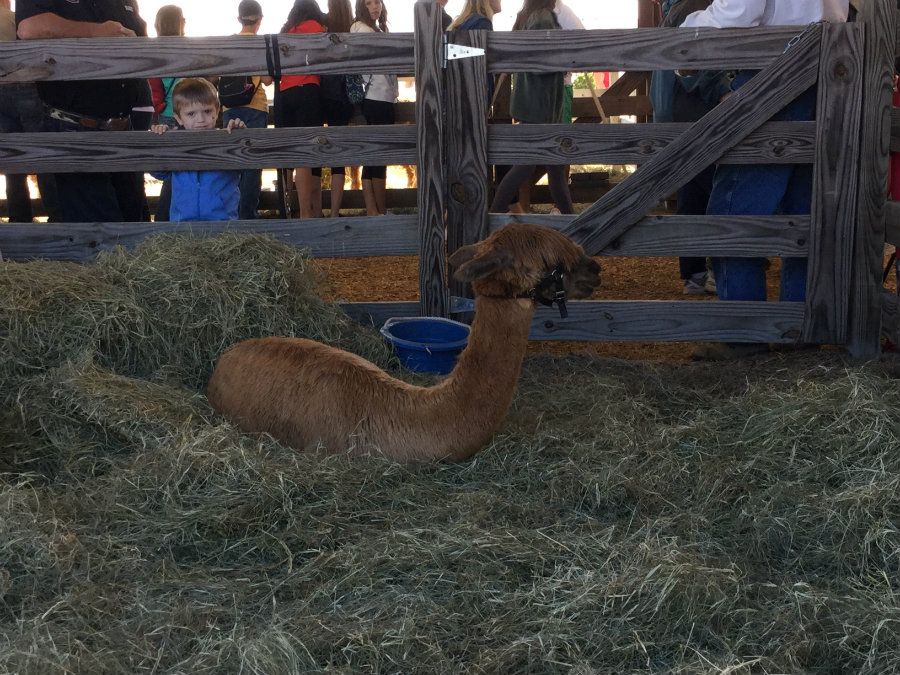 suri alpaca relaxes at sunbelt ag expo