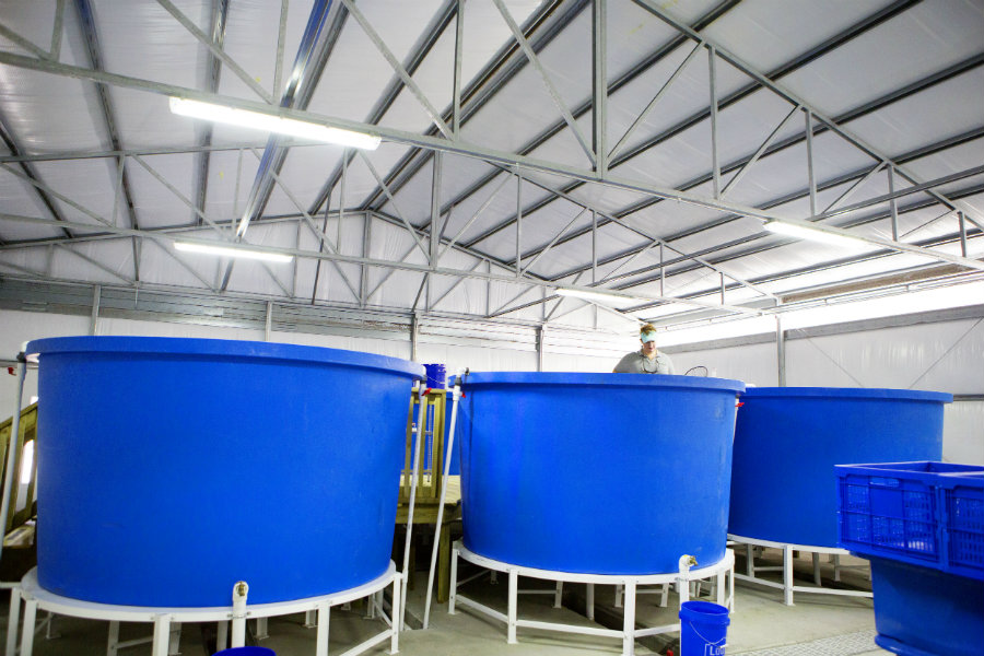 40,000 gallon fish tanks at aquaponics farm