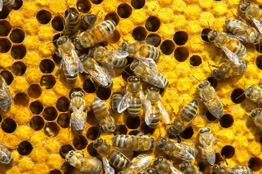 honey bees lead a scandalous life