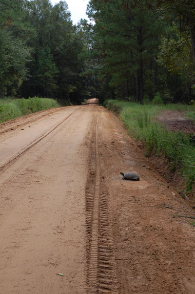 turtle side of the road