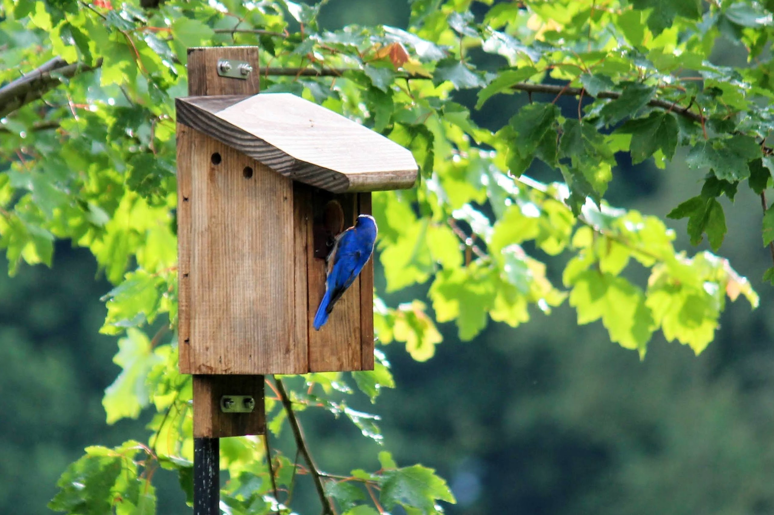 How To Build Nesting Boxes That Attract Bluebirds To Your Land
