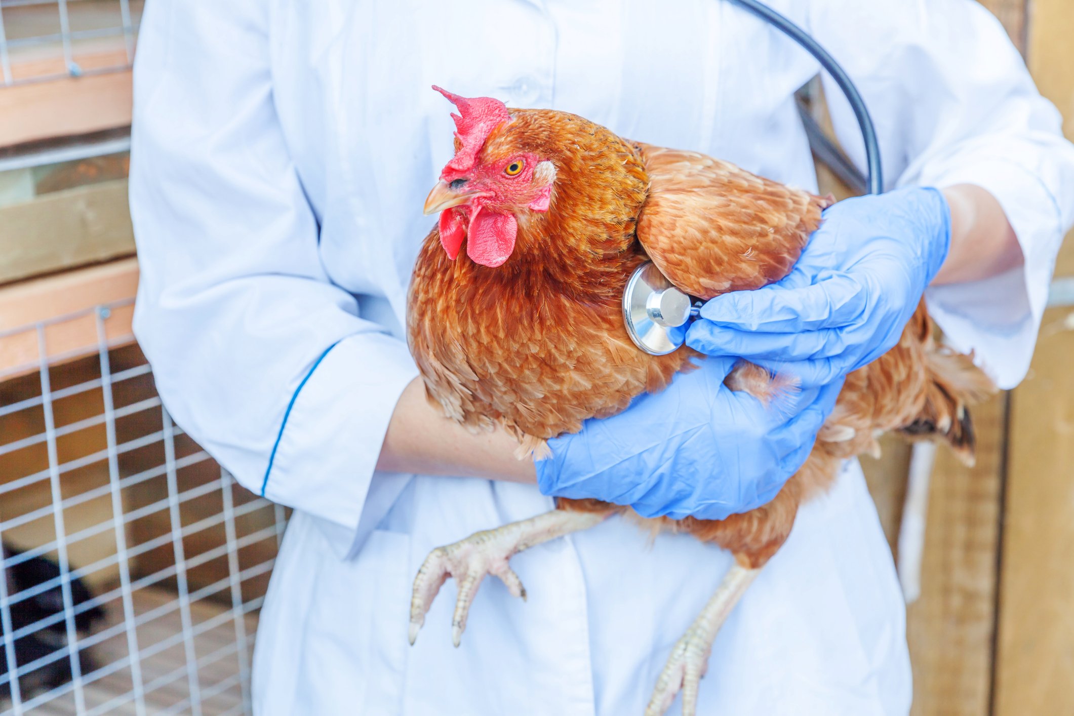 How Avian Influenza Can Affect Your Chickens (and what to do about it)