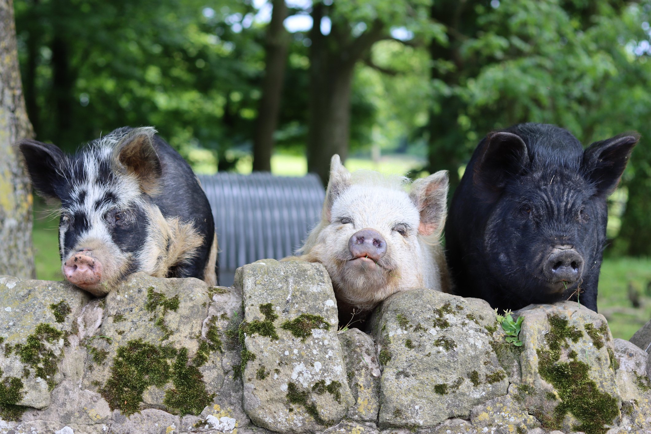 How to Get Started Raising Pigs on Your Hobby Farm