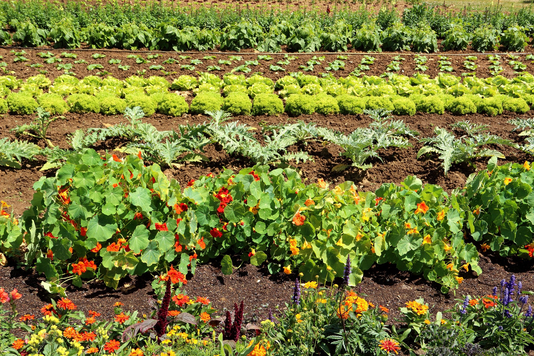 Companion Planting: Nature's Free Organic Pest Control