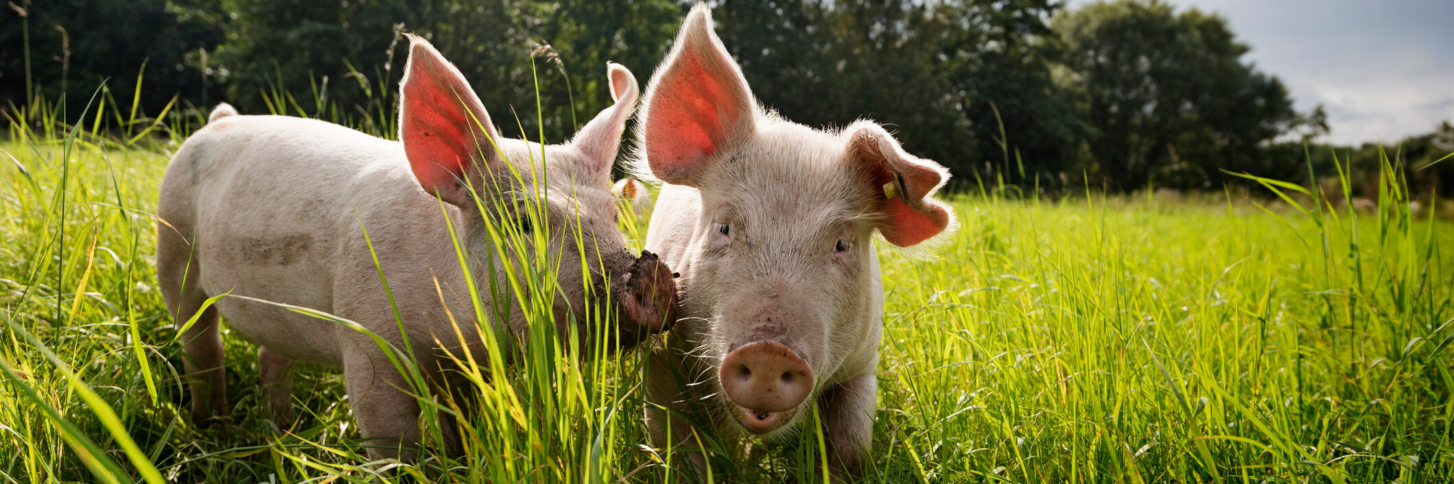 How To Raise Pigs On Your Hobby Farm