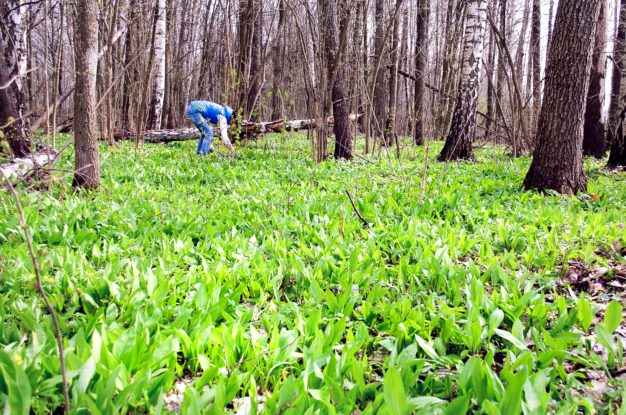 How To Farm In The Woods—An Introduction to Non-Timber Forest Products (NTFPs)