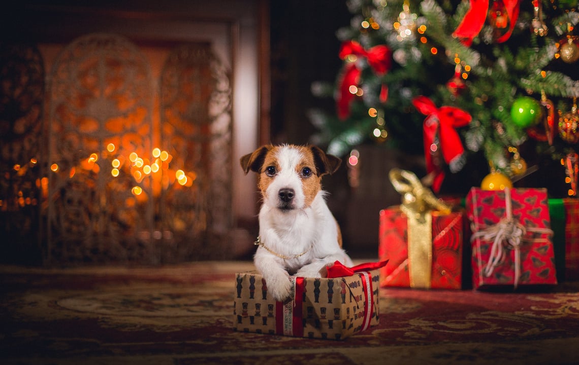 Gift Ideas For The Family Dog
