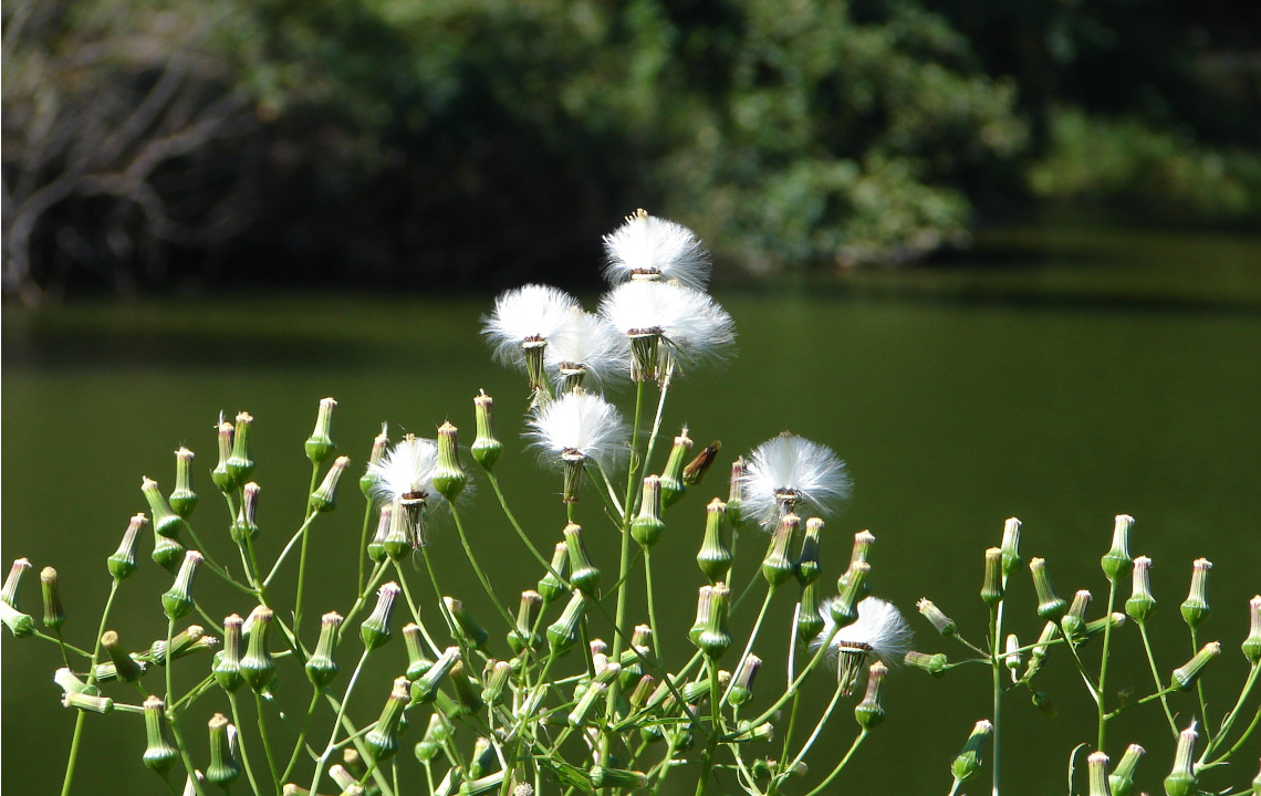 What Land Owners Need To Know About Habitat Restoration  Preservation