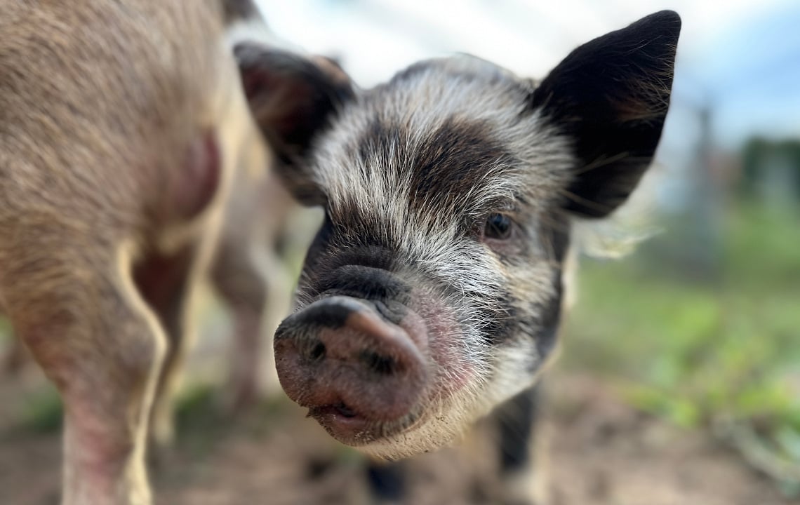 How to Get Started Raising Pigs on Your Hobby Farm