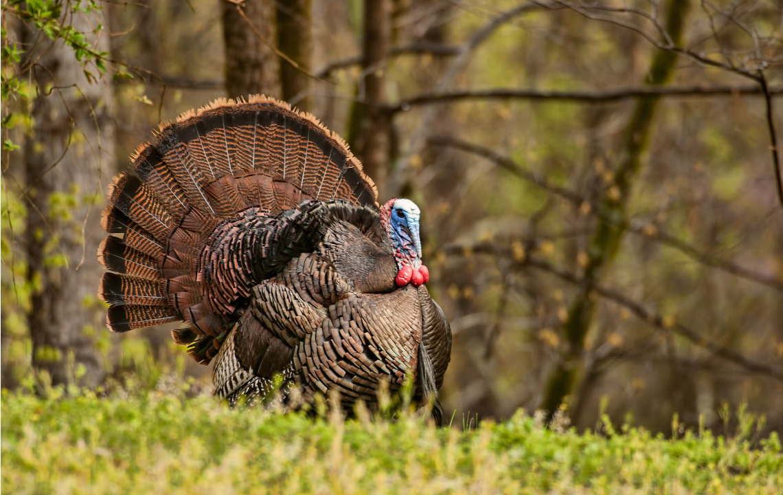 How to Prepare a Wild Turkey for Thanksgiving Dinner