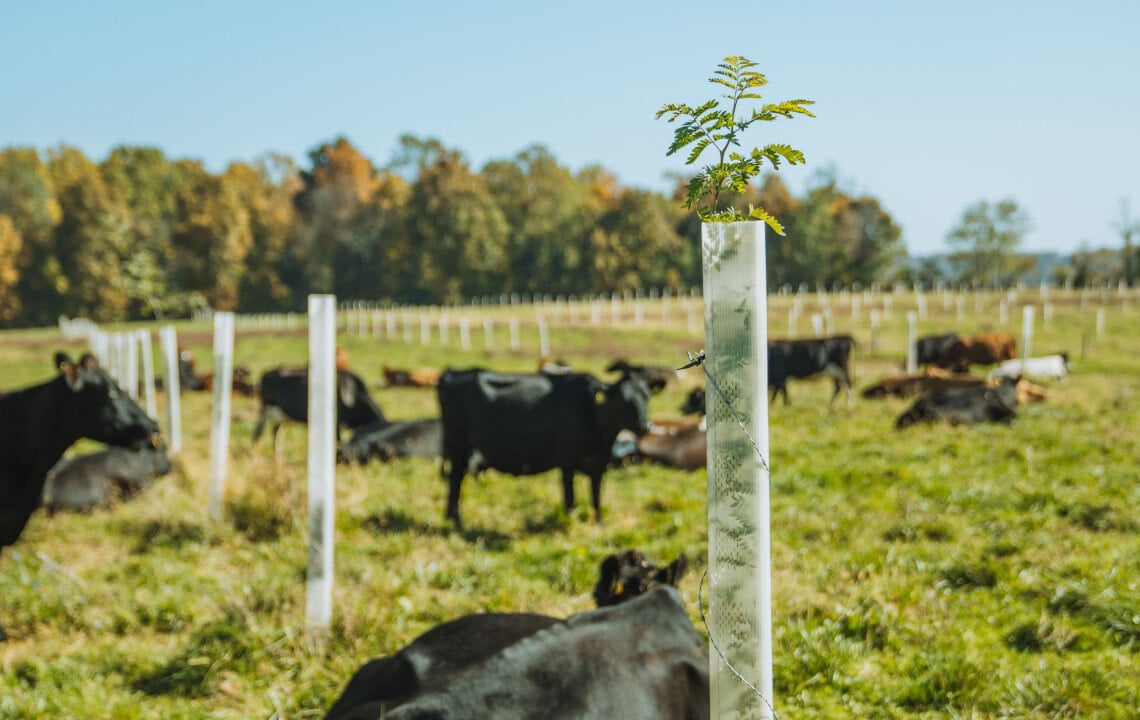 An Introduction to Silvopasture: An Ideal Agroforestry System for Rural Land