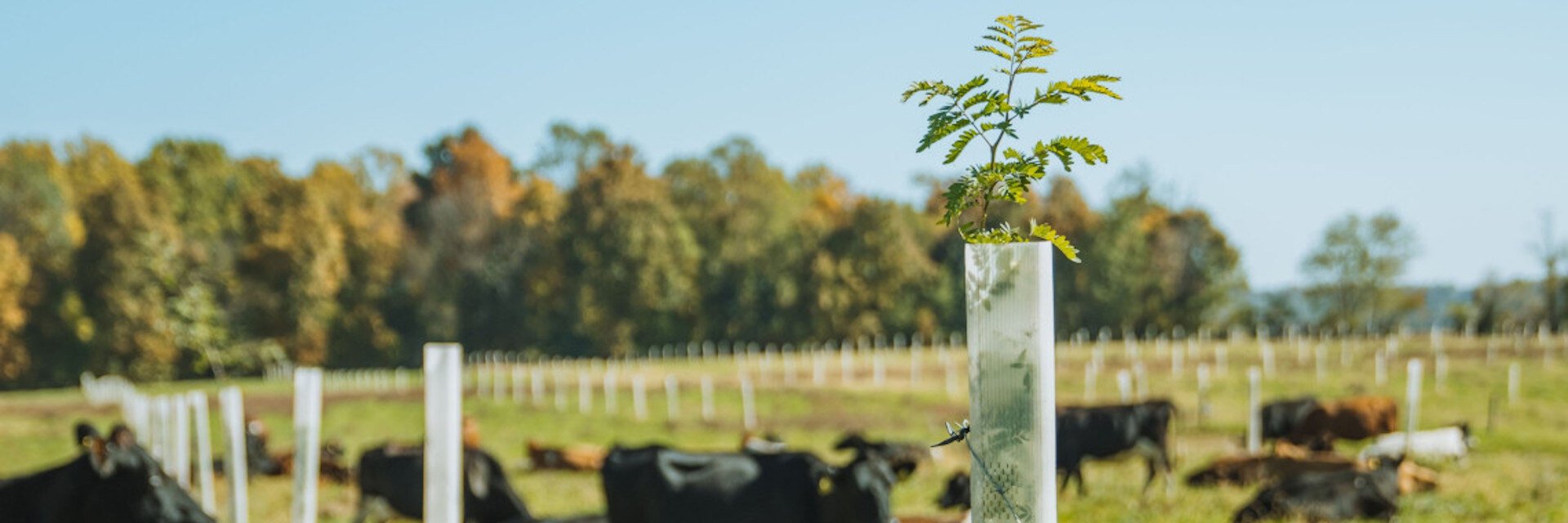 An Introduction to Silvopasture: An Ideal Agroforestry System for Rural Land