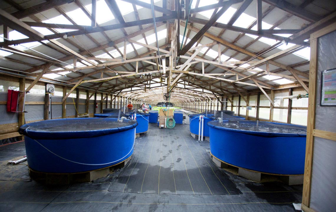 Traders Hill Farms leads the way in aquaponics