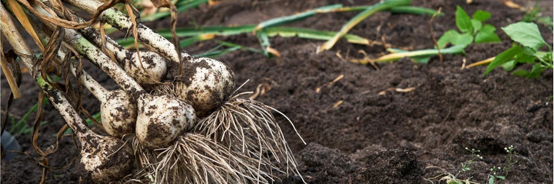 How To Grow Garlic: A Simple Guide