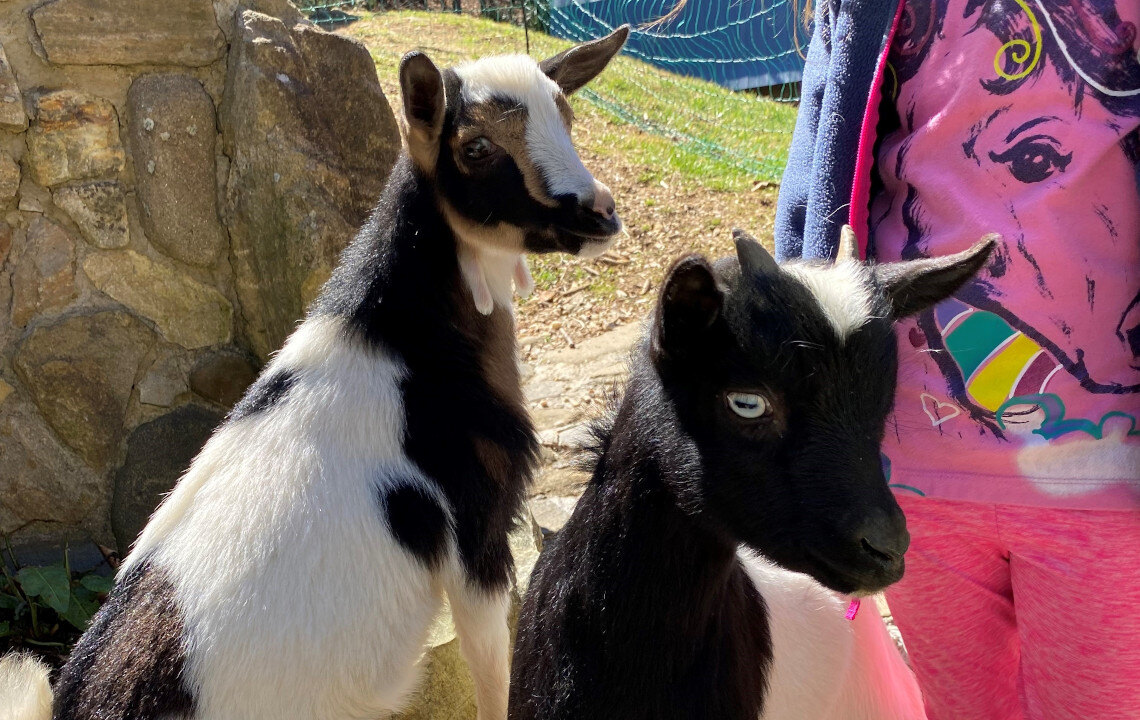 A Story of an Extremely Attached Goat