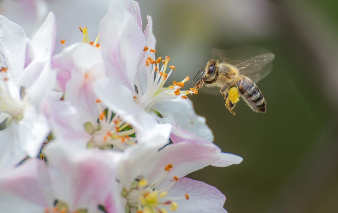 Wild Bees and Sourwood Honey